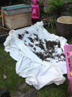 Bees