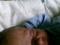 Jasmines photos